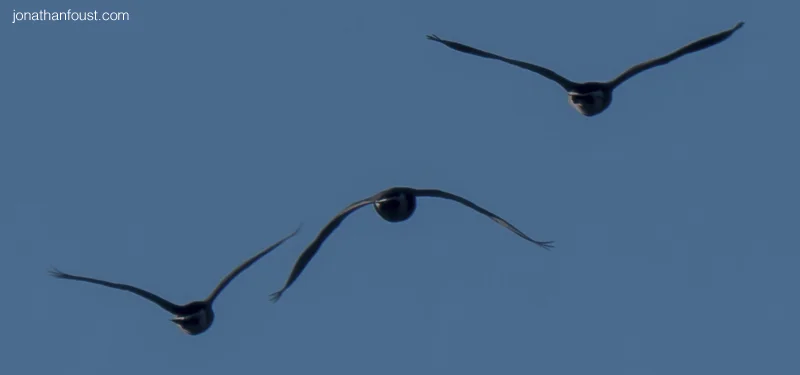 On Non-attachment to Non-attachment