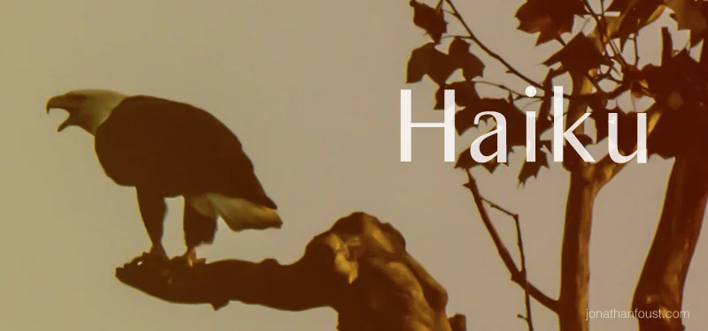 A Bald Eagle Makes a Home