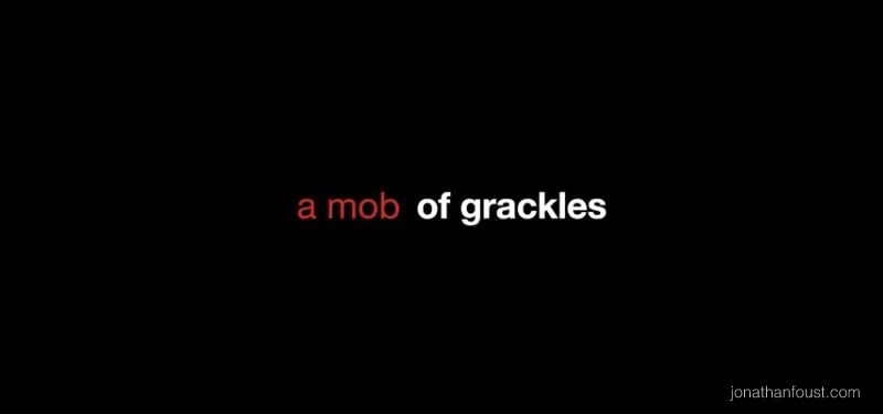 A One Minute Meditation on a Mob of Grackles