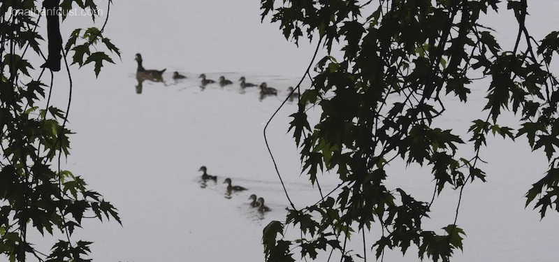 Open Focus and Loving Kindness:  Short Talk and Guided Meditation