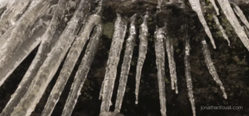 Observations from My Retreat at the Forest Refuge