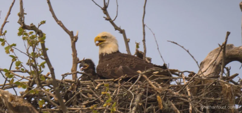 The Eaglet Has Landed