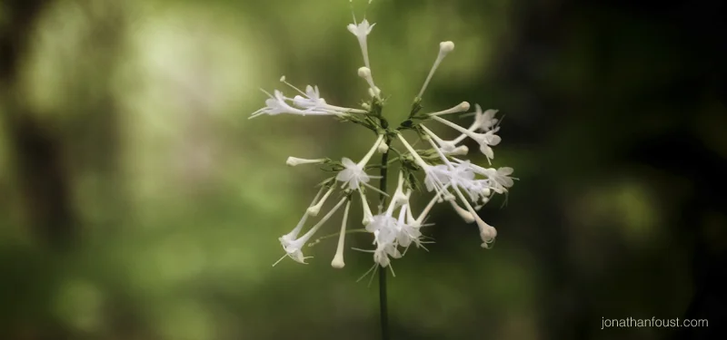 The Second of the Ten Perfections