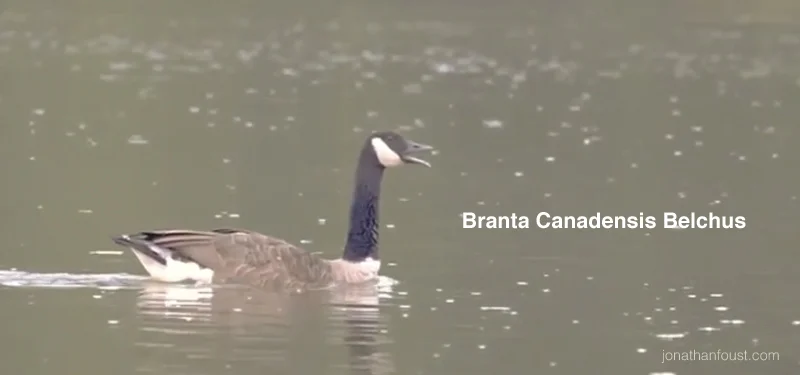 Branta Canadensis Belchus