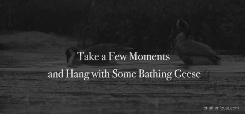 Bathing Geese
