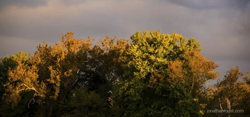 From Anxiety to Wise Action