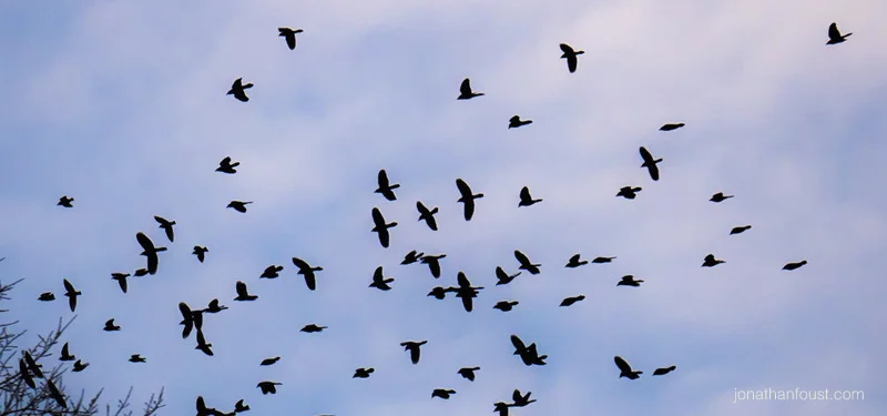 Starlings on the Move