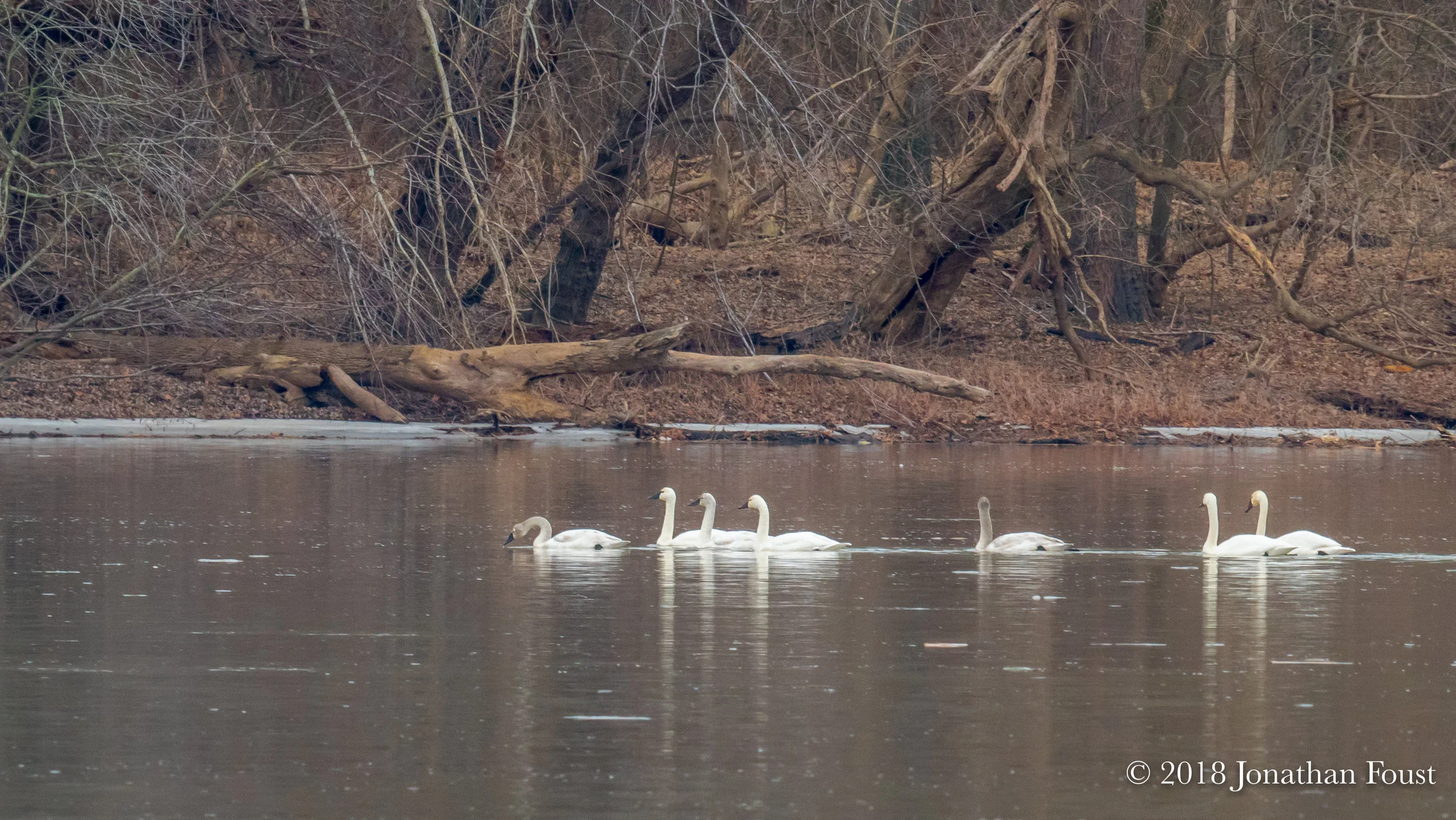 With the ice melted, we have the annual visitation of Arctic Tundra Swans. Last year we had about 40 for quite a few weeks. I floated on my board quite close to them and was surprised and touched by how much soft chatter there was between them. Quite an intimate tribe.