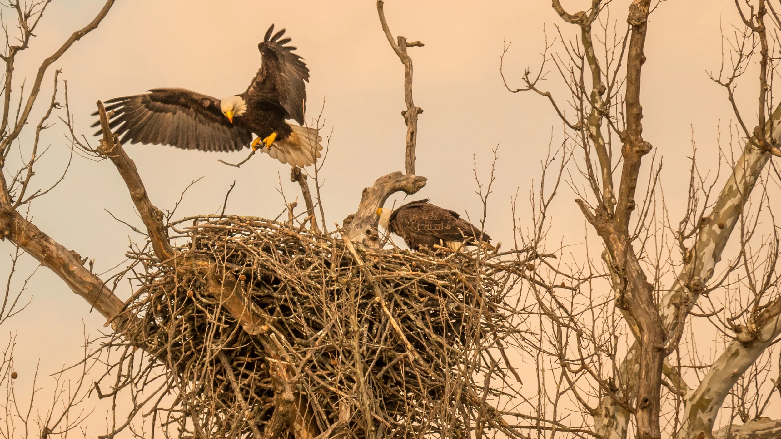 The first day of a hatched eaglet prompted all kinds of activity, including fixing up the nest a bit.