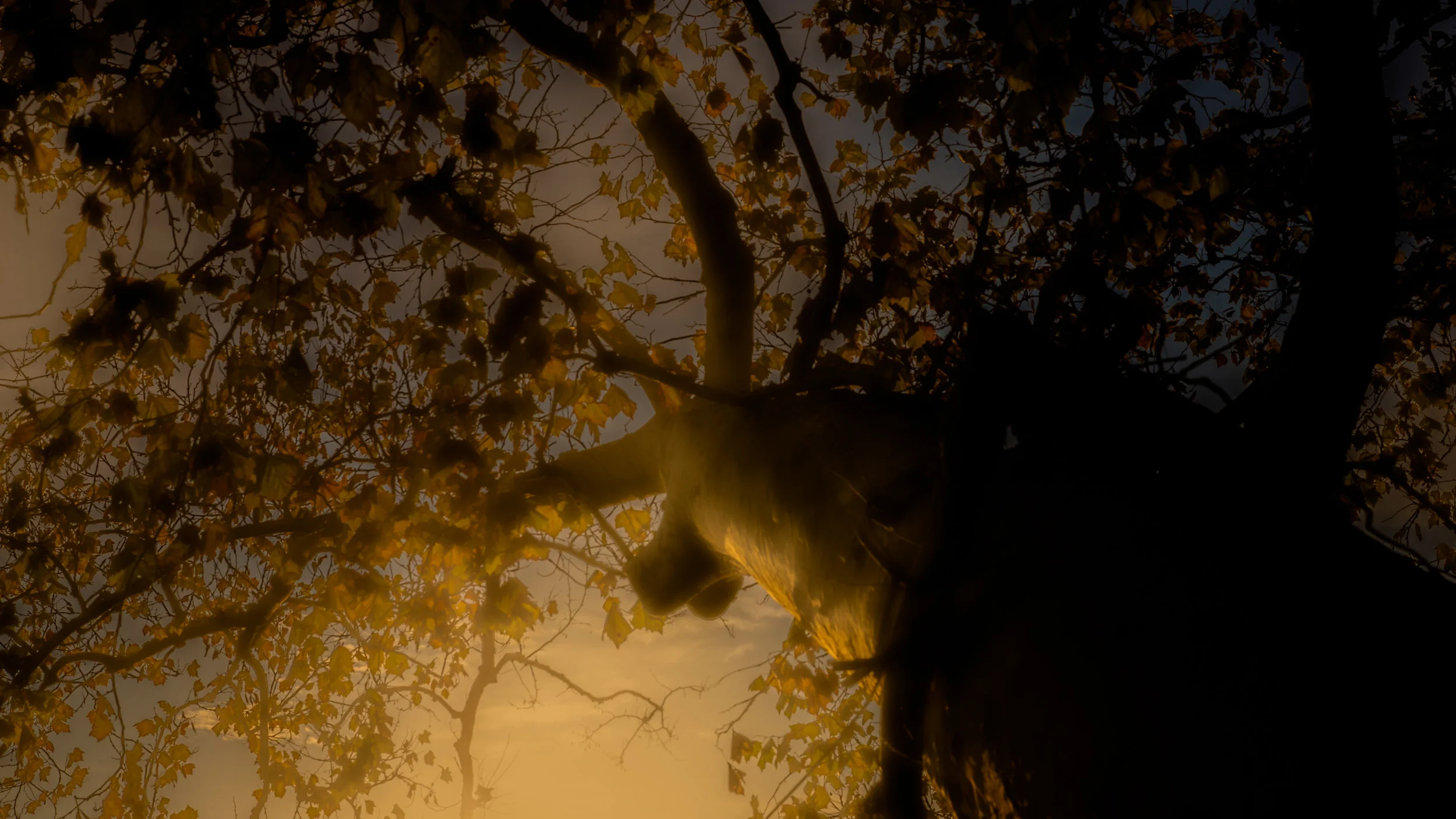 Foust_November_01__2018_028cape-HDR-2.jpg