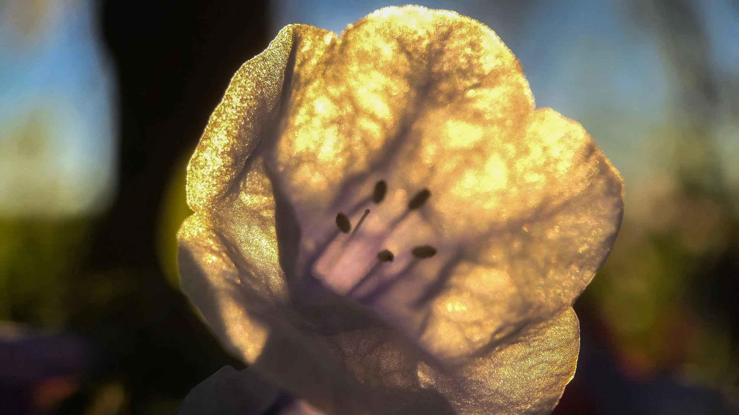 How to Increase Your Capacity for Equanimity