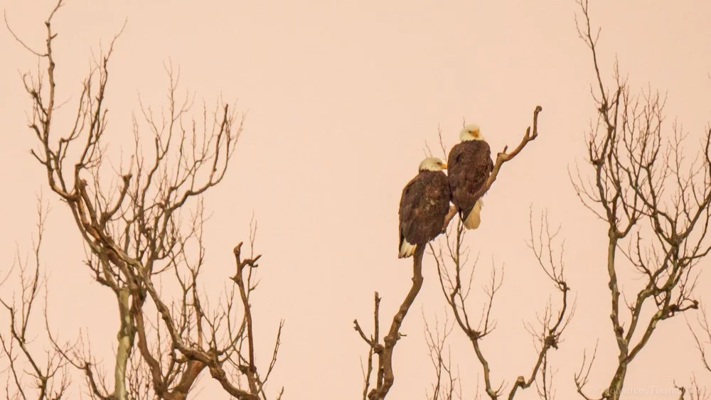 From the Ruthless Critic to Wise Discrimination