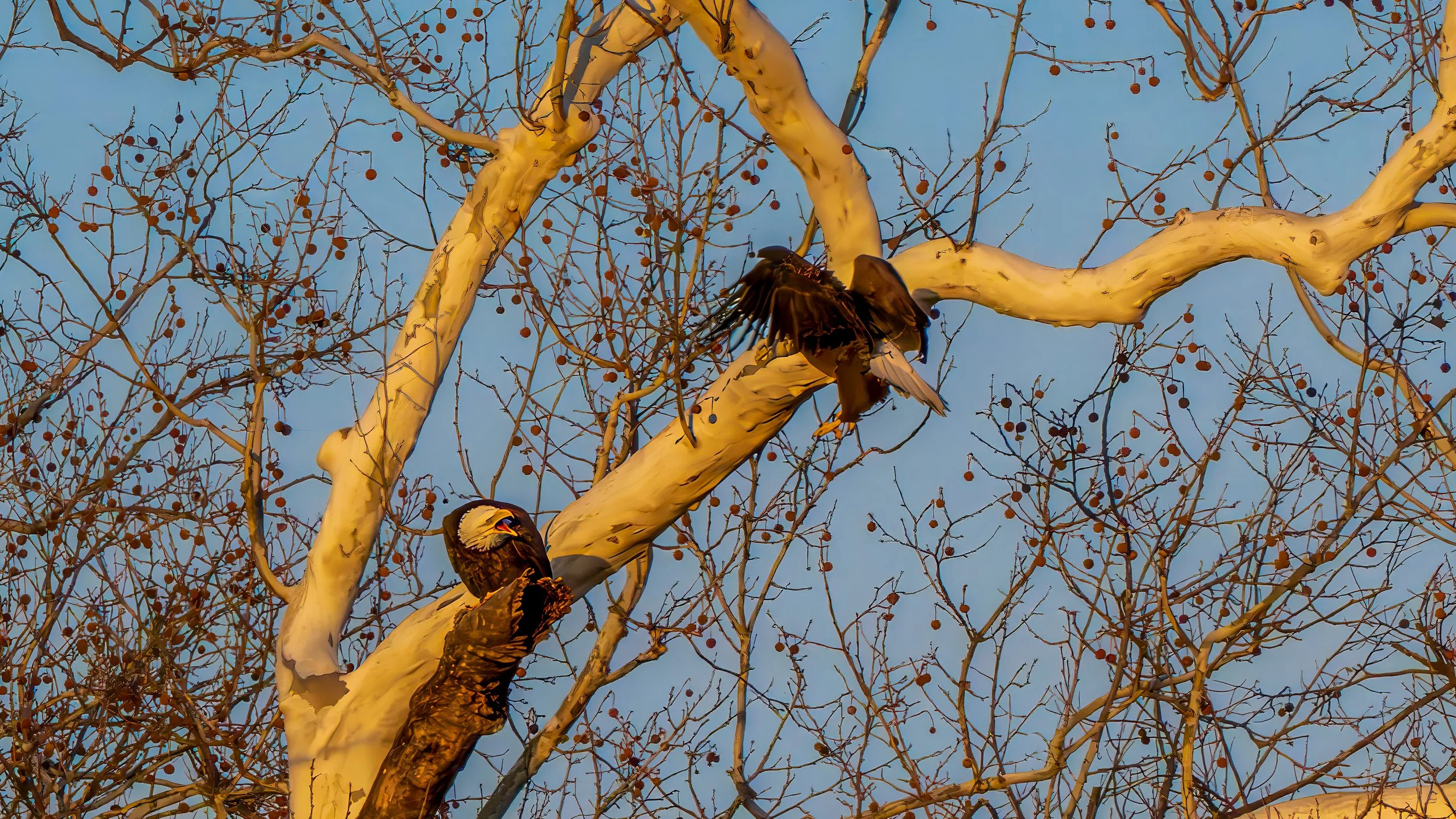 How to Surf the Waves of Uncertainty, Part 2:  Practices for Cultivating Steadiness [archive talk] (Copy)