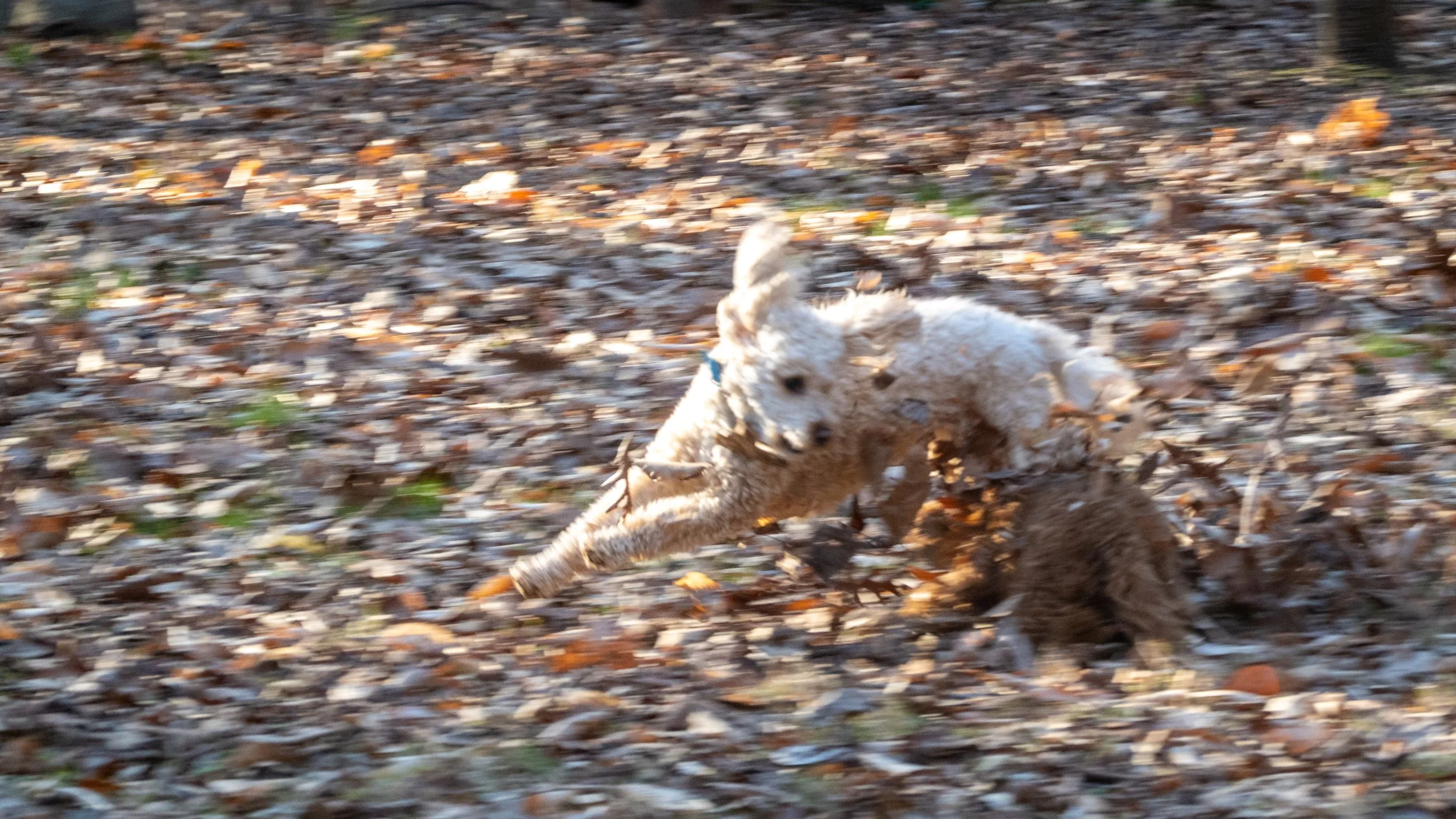 The Eightfold Path, Part 6: How to Do without Overdoing