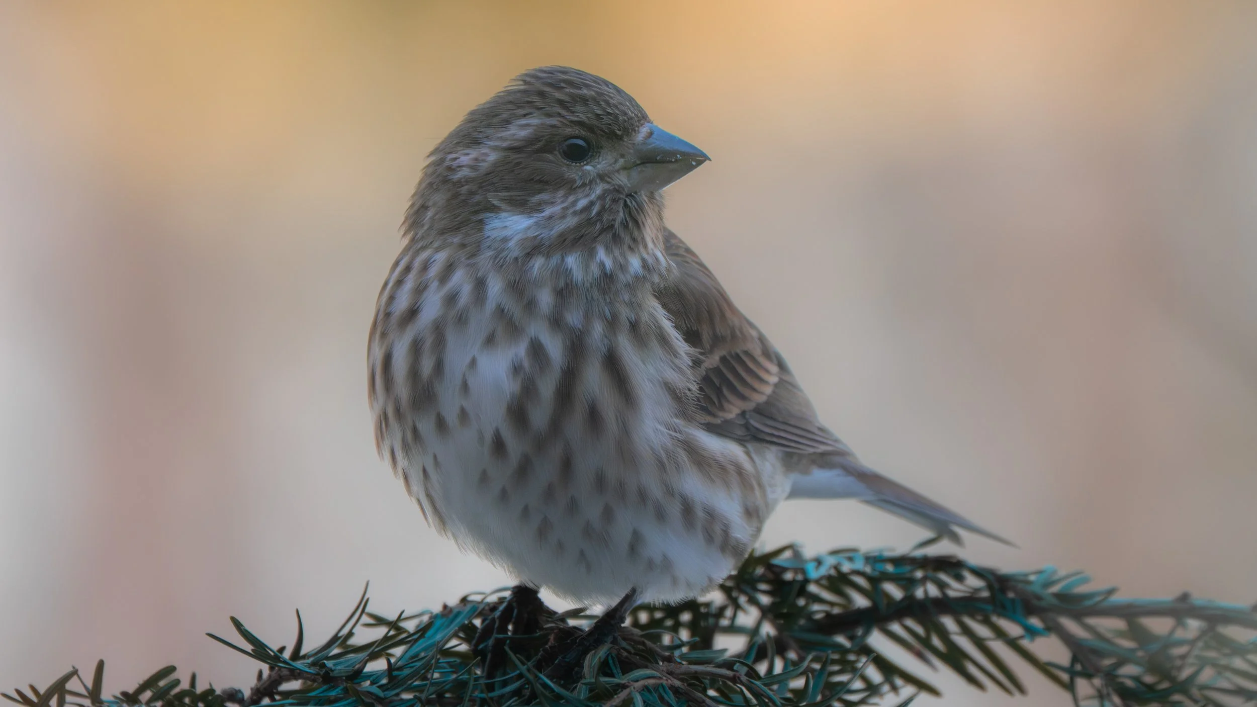 Retreat Talk #1: Coming Home to the Body, with Lynn Teo