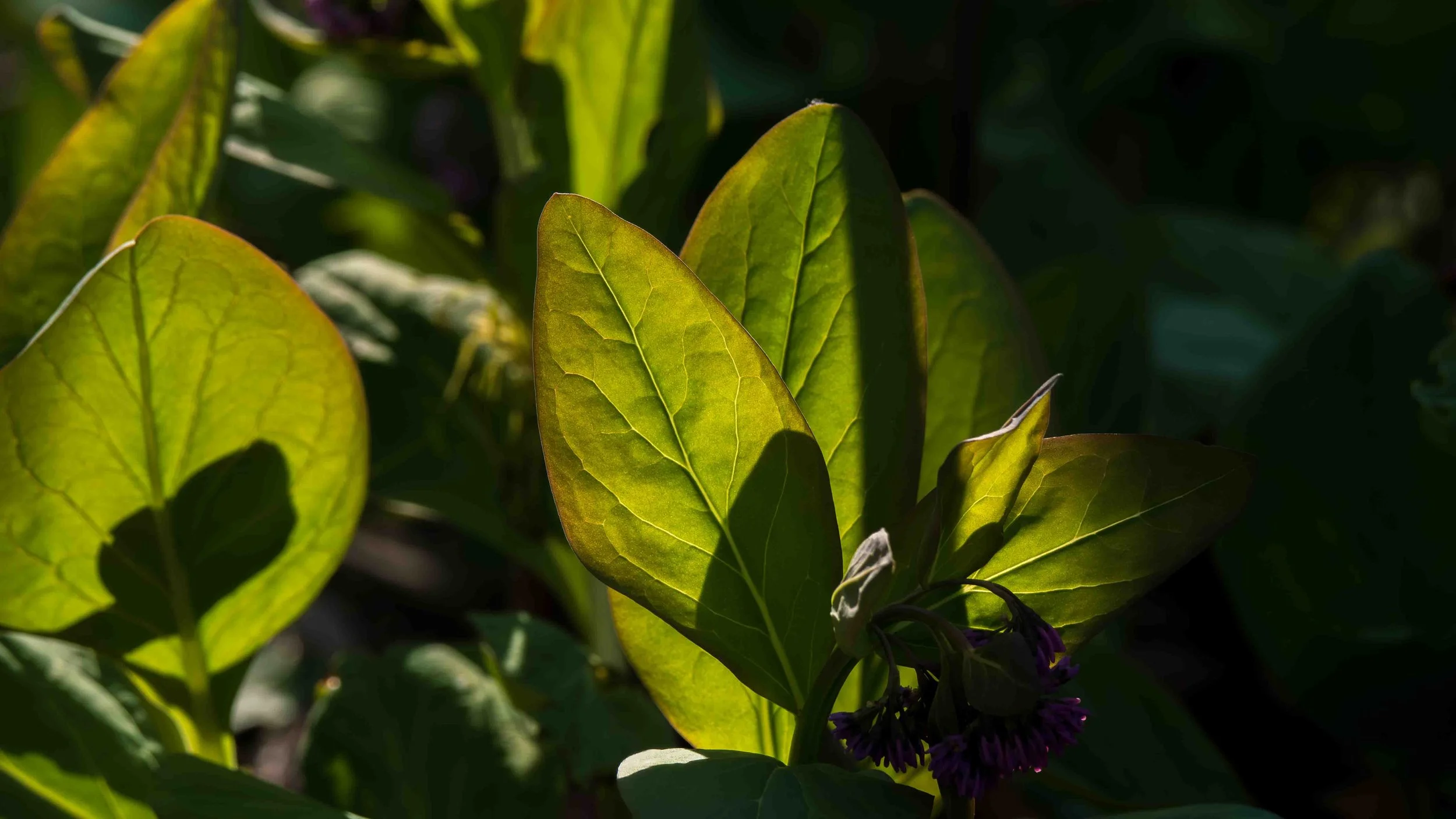 Working with the Hindrances as a Path to Awakening, with Heidi Schuttenberg (Retreat Talk #3)