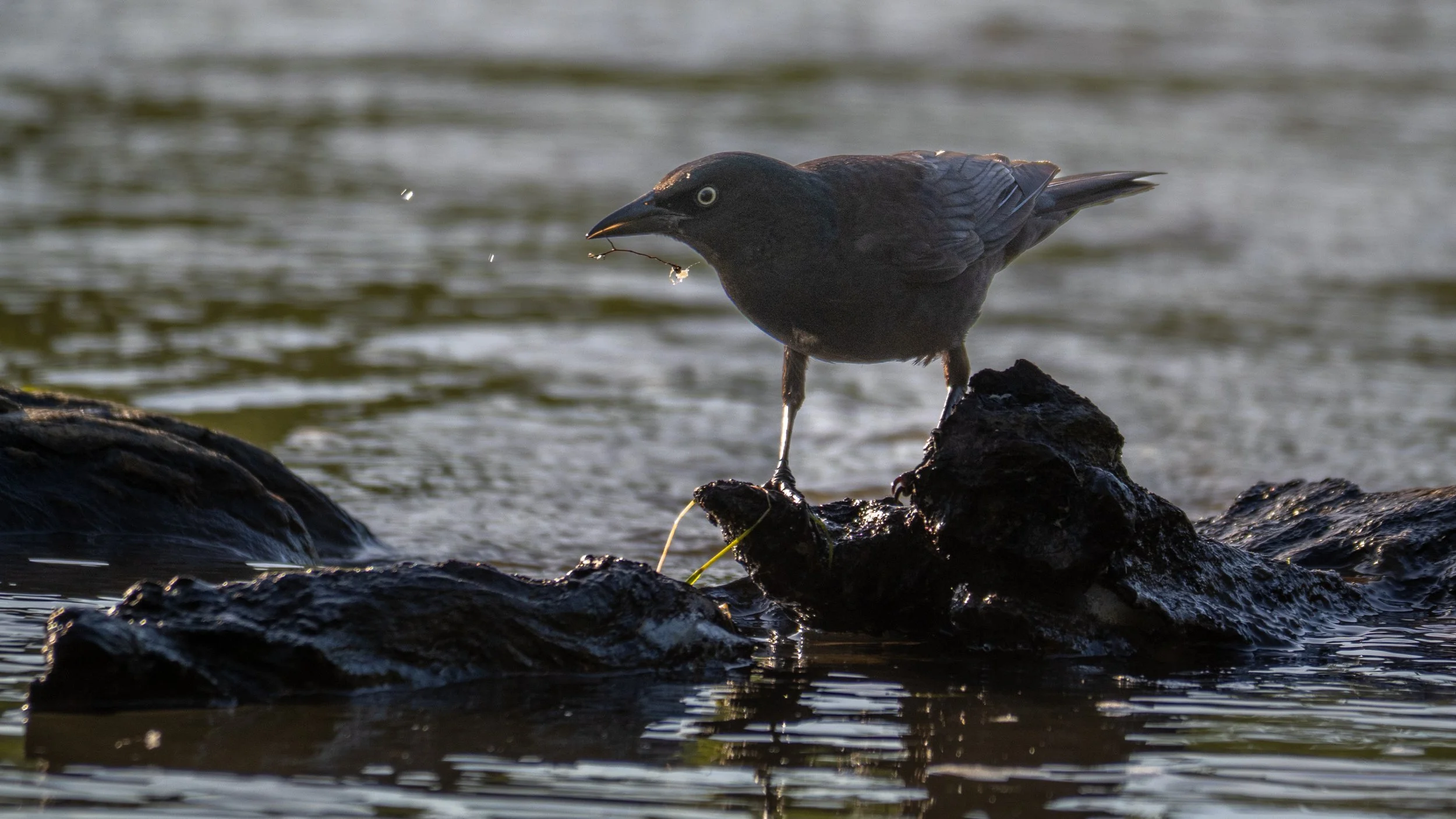 The Ten Perfections #3: Let Go 