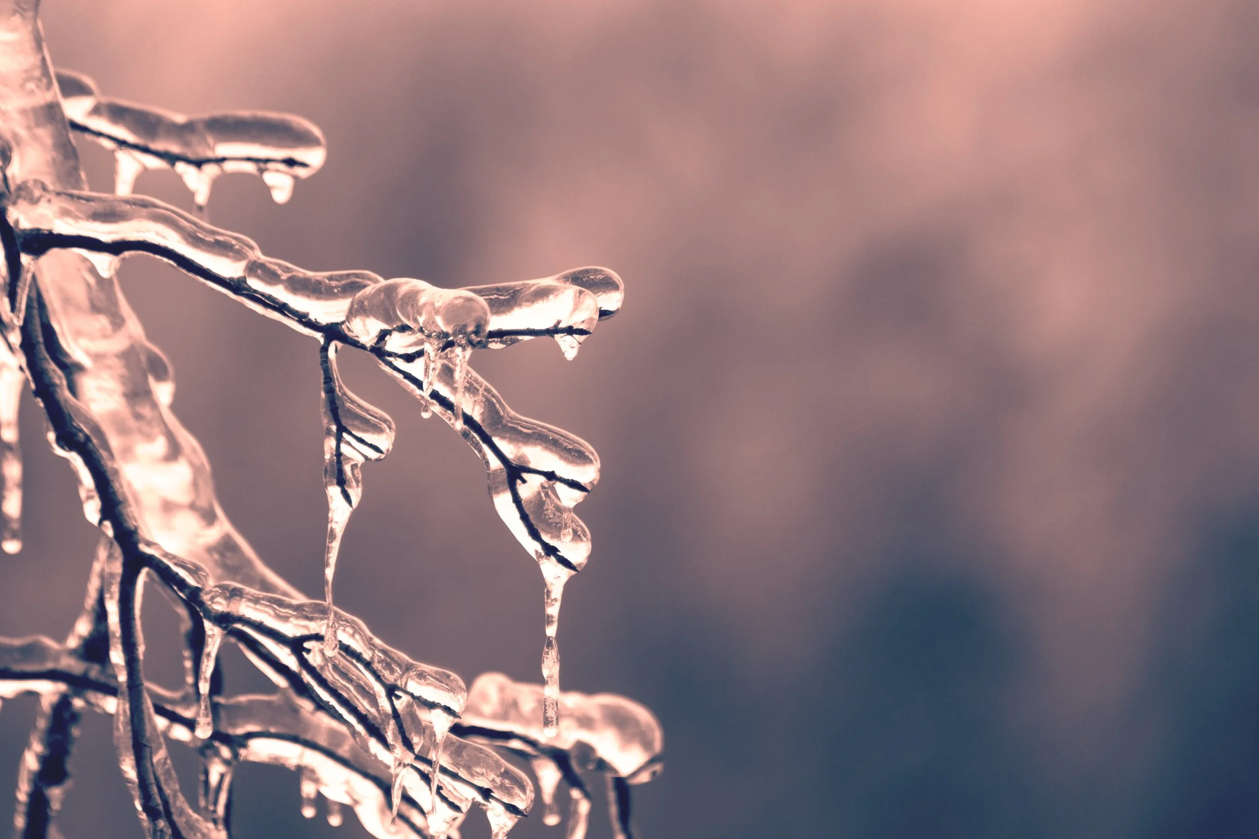 blur-branch-close-up-436792.jpg
