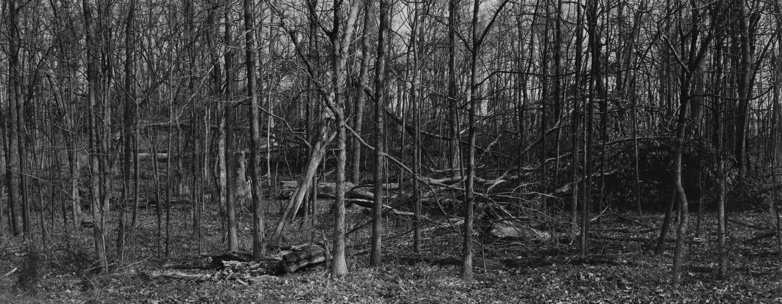 Woods where General Reginald was Killed, Gettysburg, Pennsylvania, 1988