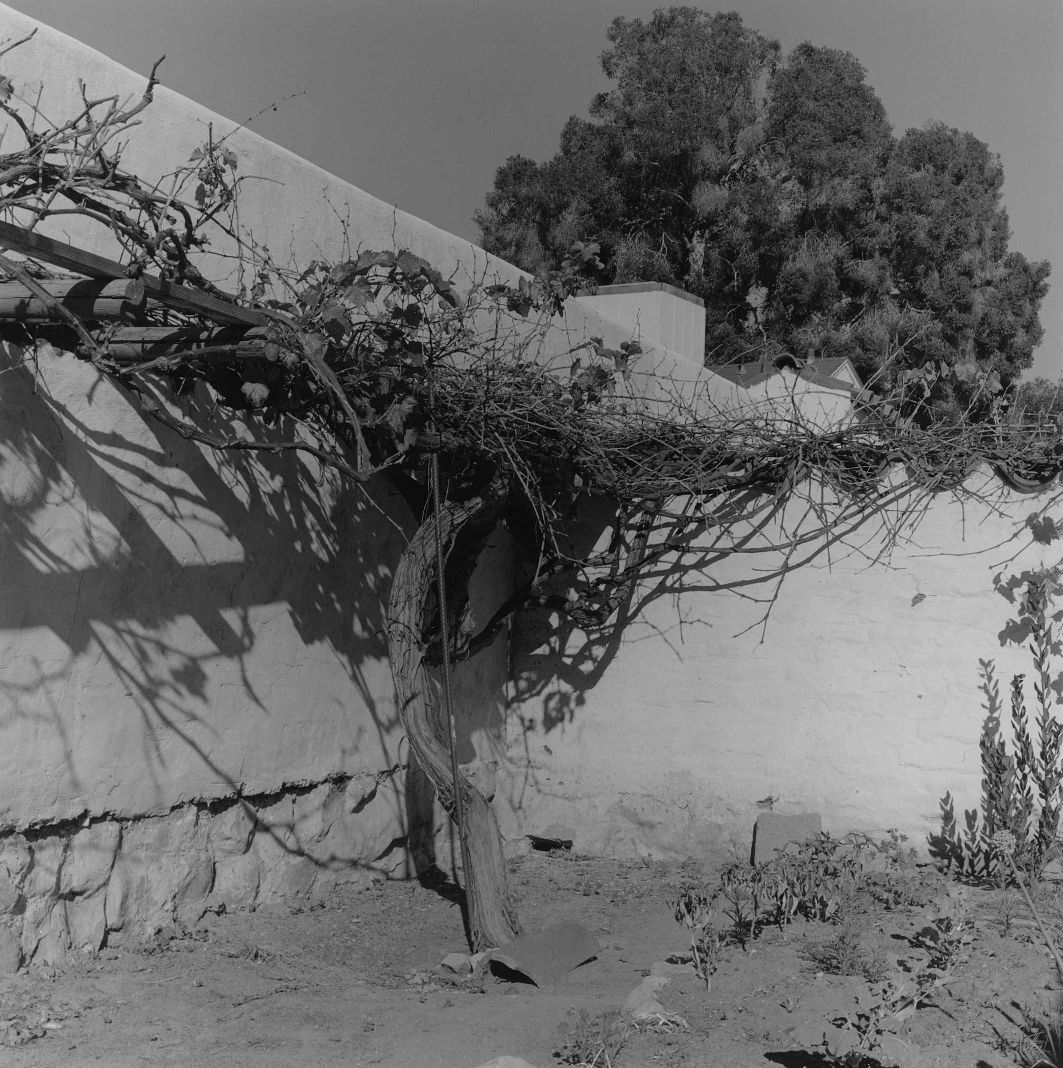 Santa Barbara Mission (Detail with Plant), California, 2015