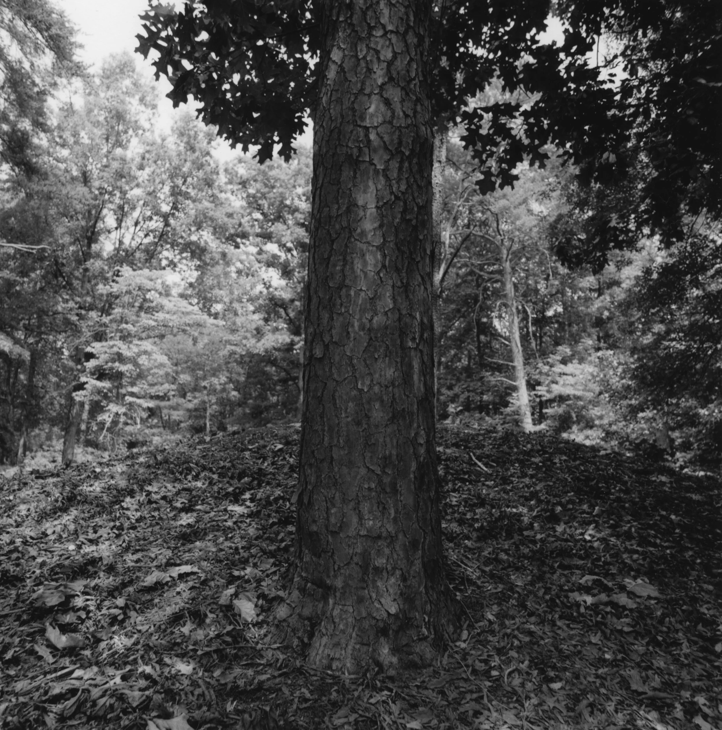 Earthworks Fort Gilmer Richmond, Virginia, 1996