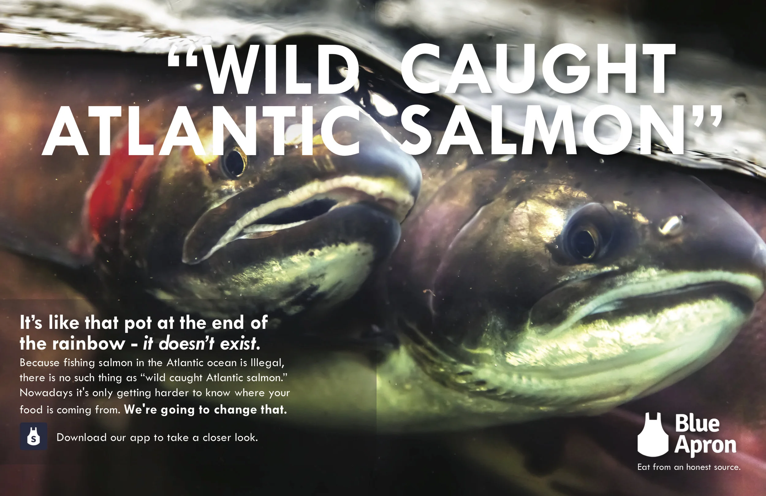 BLUE APRON FINALE1.jpg