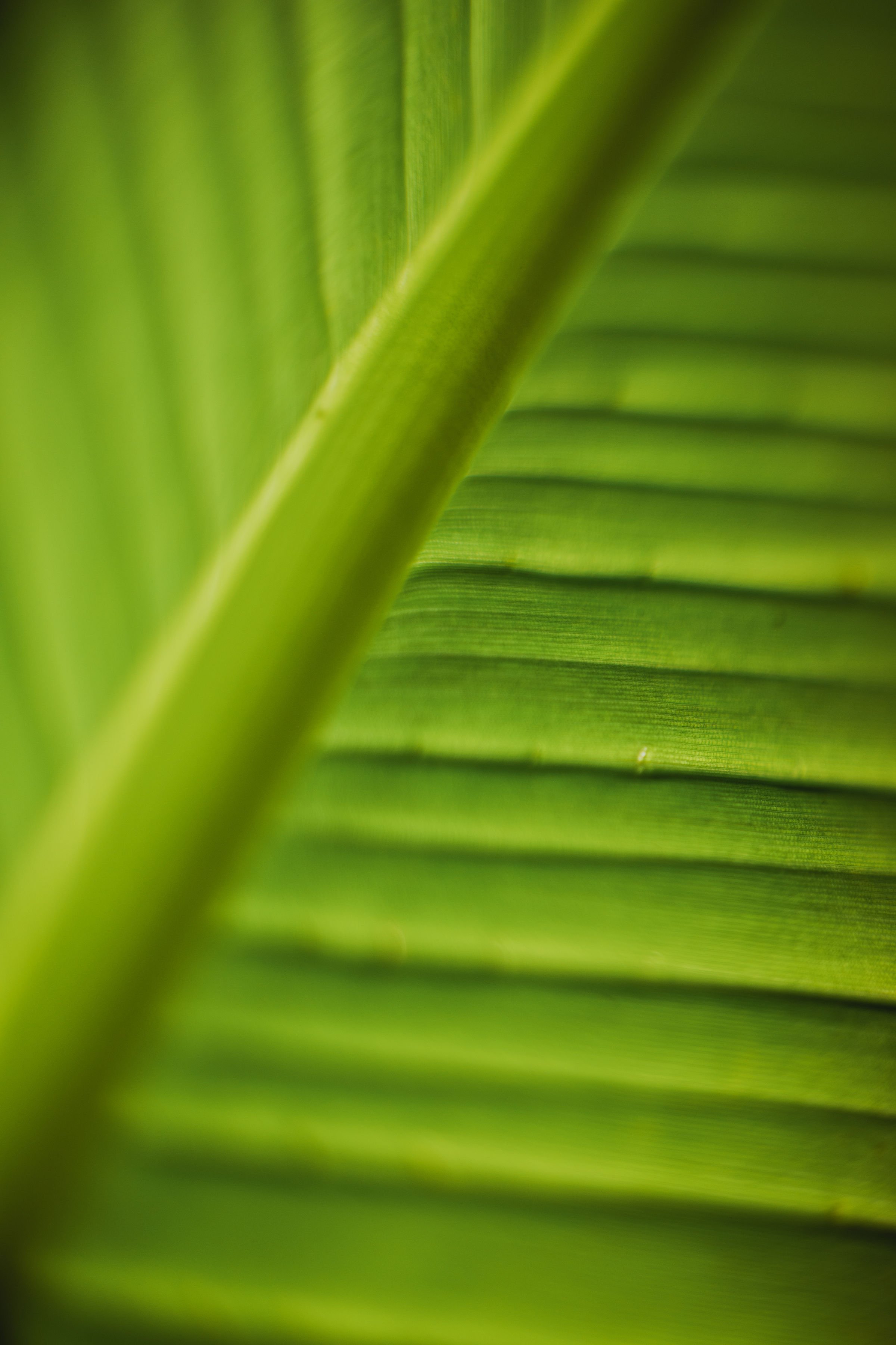 Banana Leaf.jpg