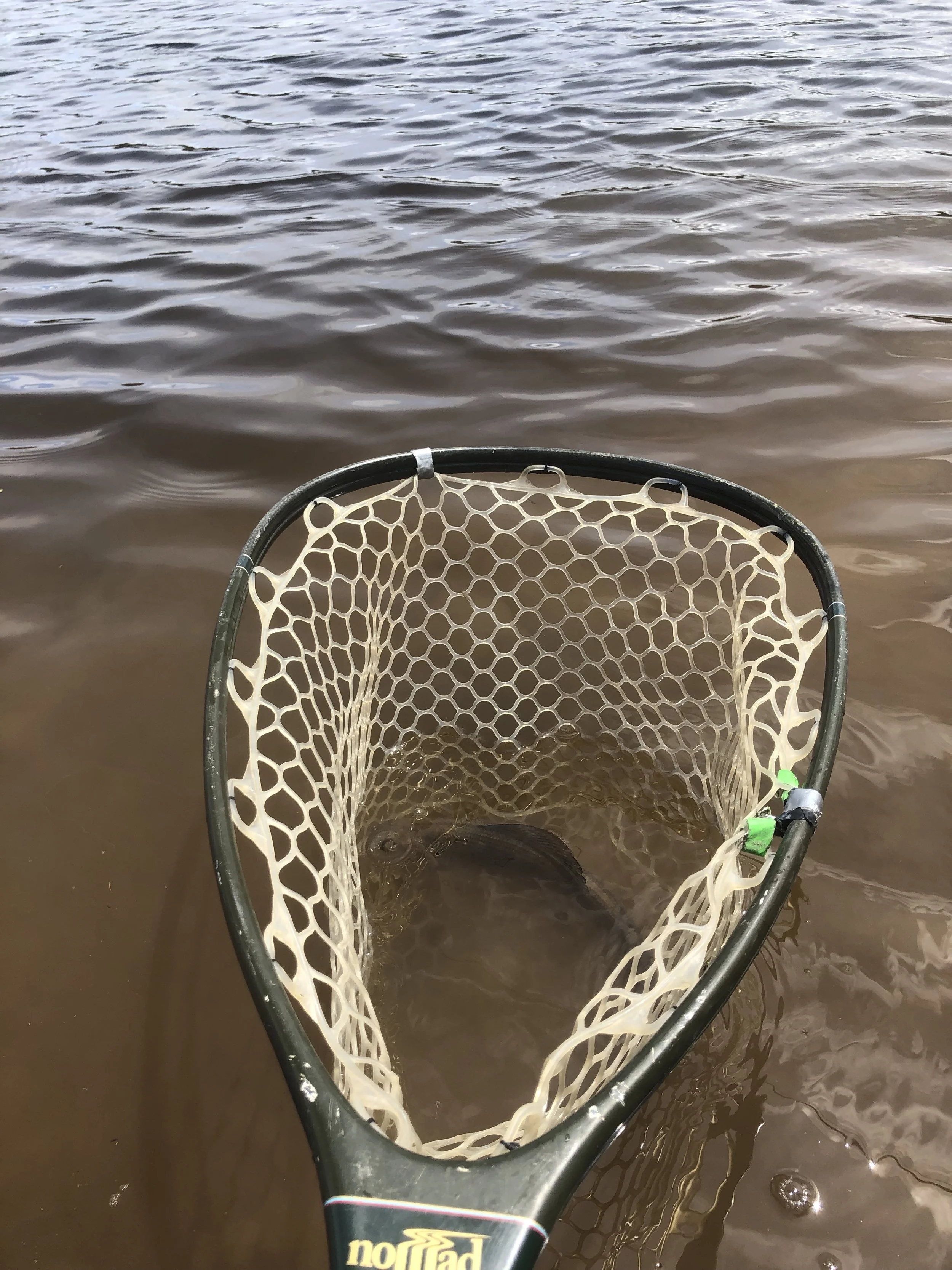 Yellowstone River Outfitters- Arctic Grayling