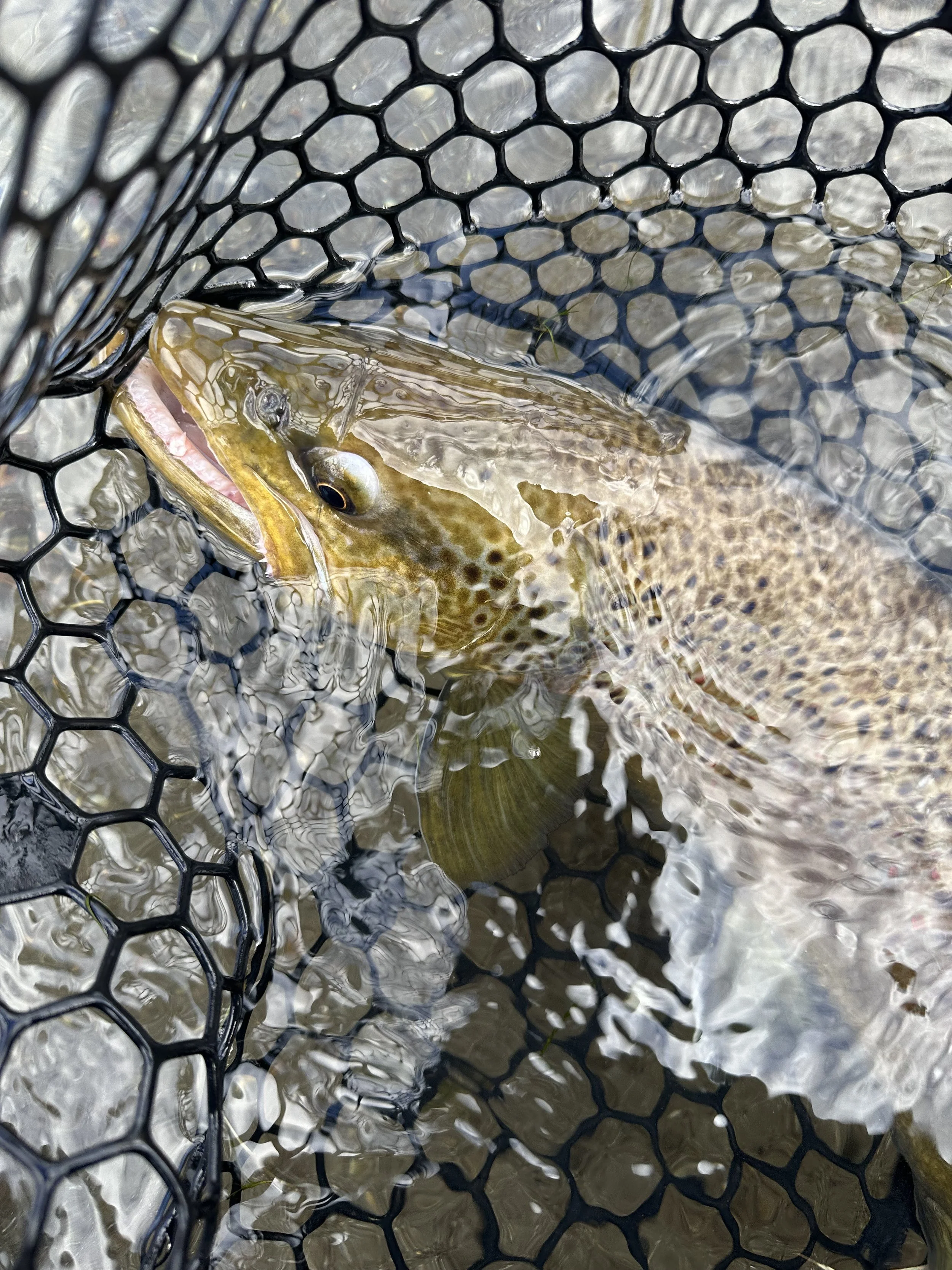 The Yellowstone River has some very healthy Brogan Trout.