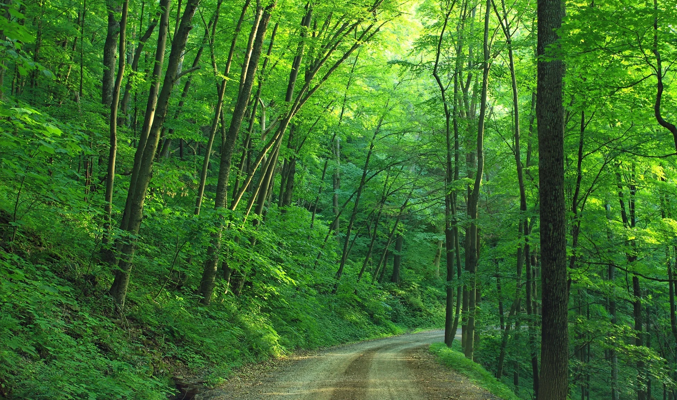 woods-landscape-road-loyalsock-state-forest-163703.jpeg