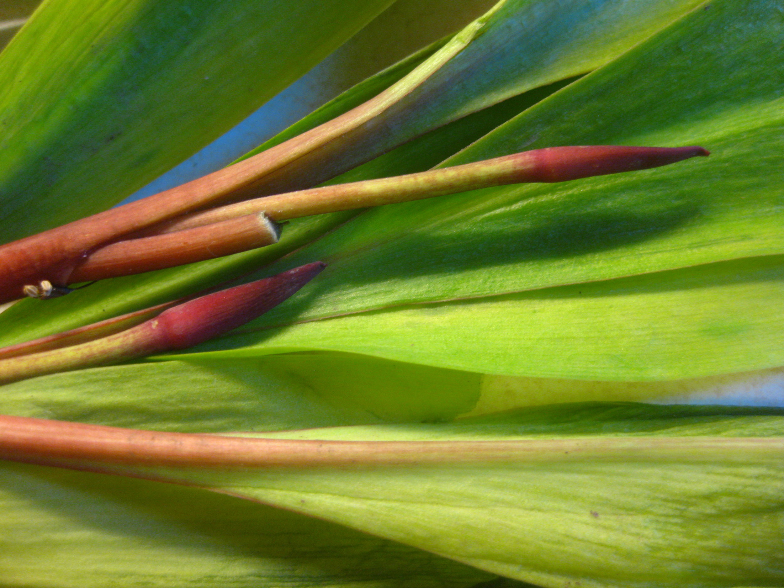 Ramps.JPG