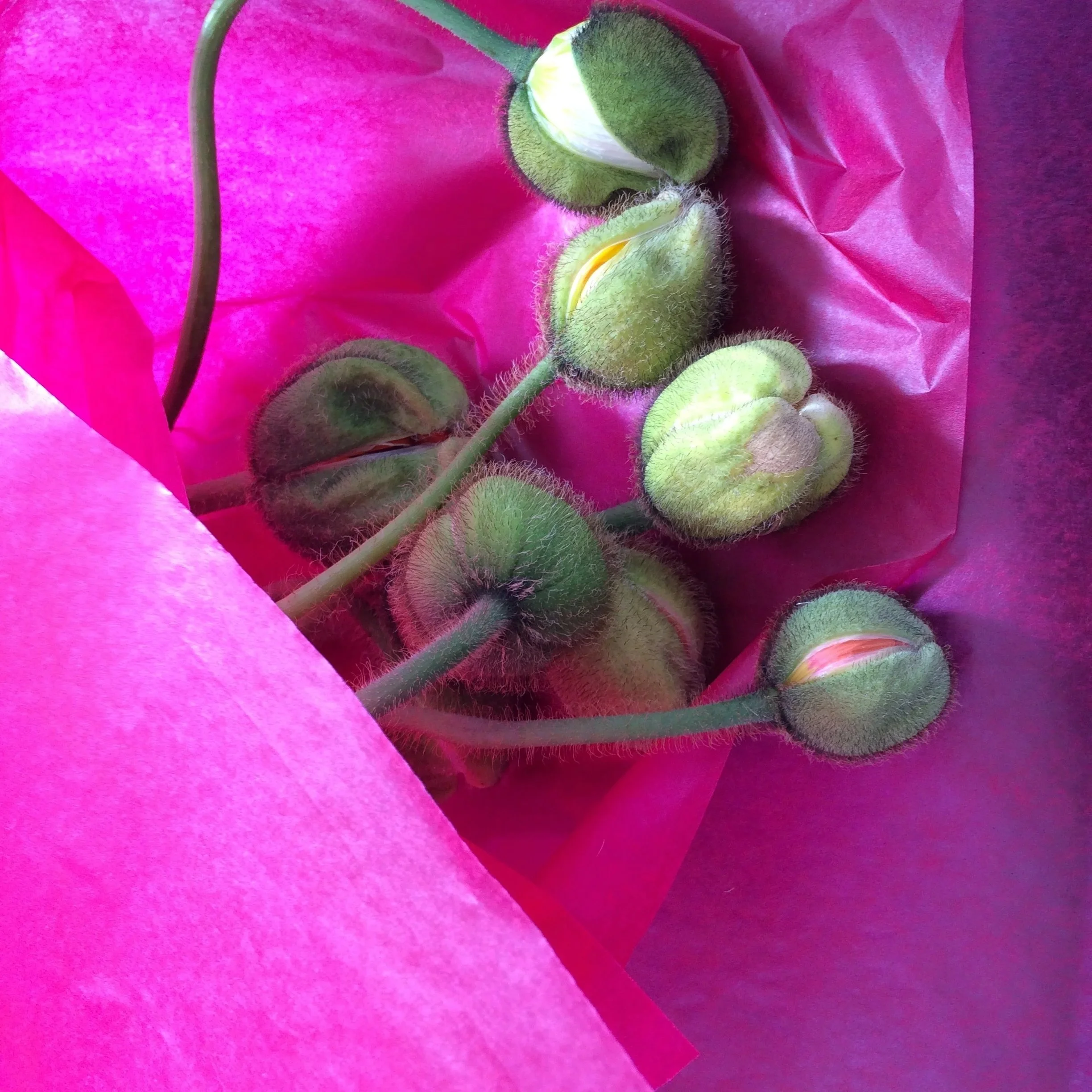 FHJawdat_Poppy+Bouquet.jpg