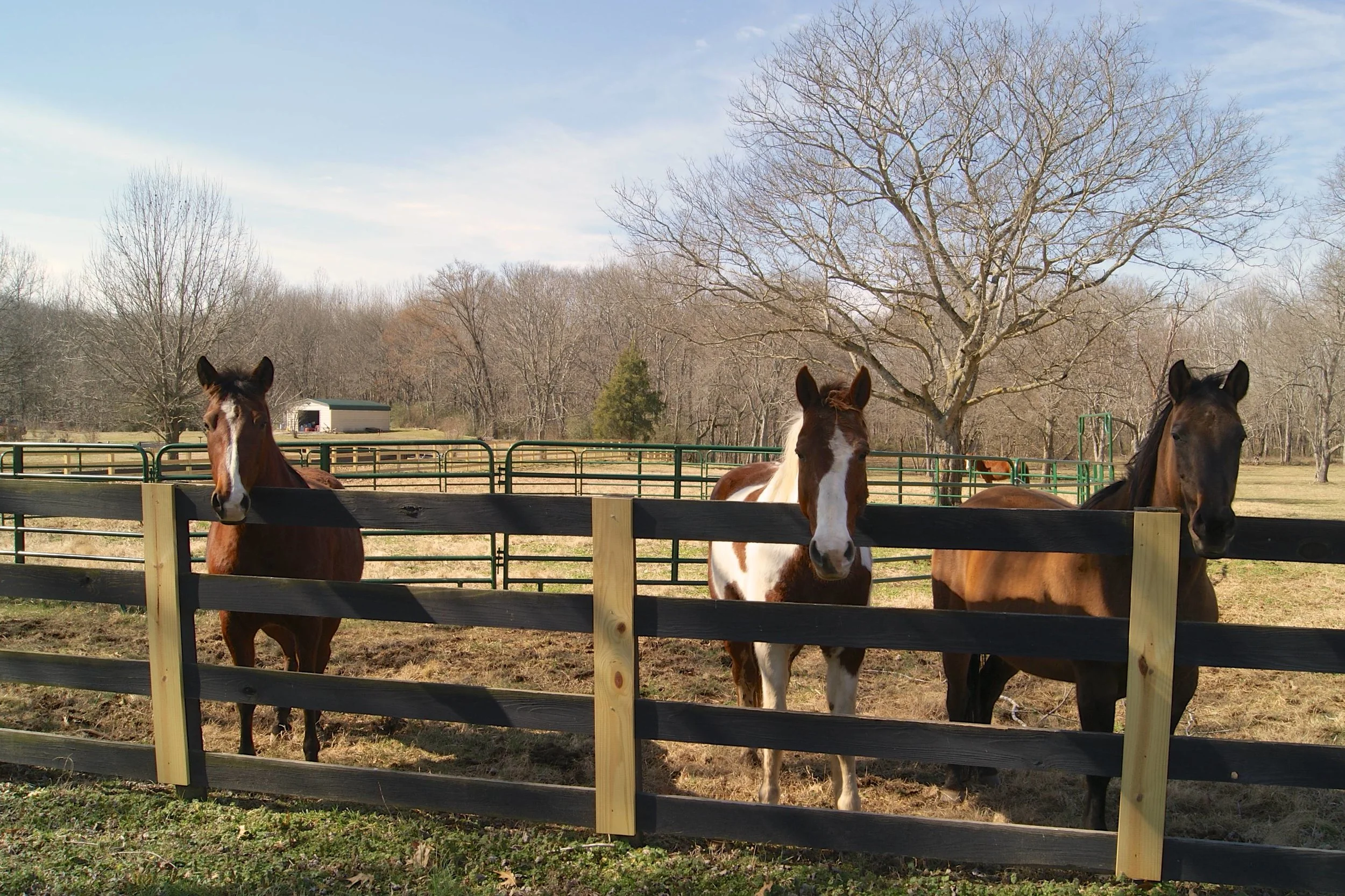 3 horses.jpg