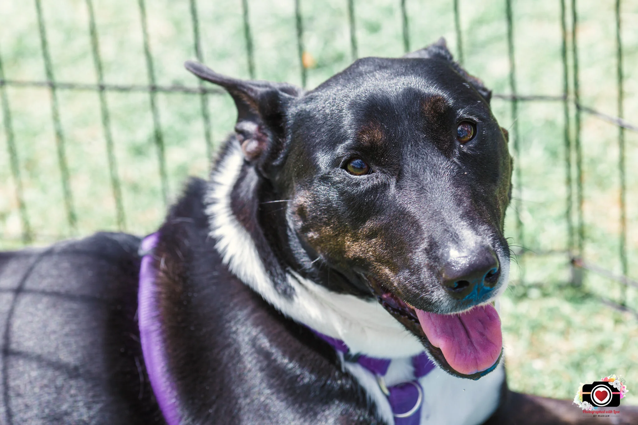 Pawsitive Steps - Mind, Doggy and Spirit Festival