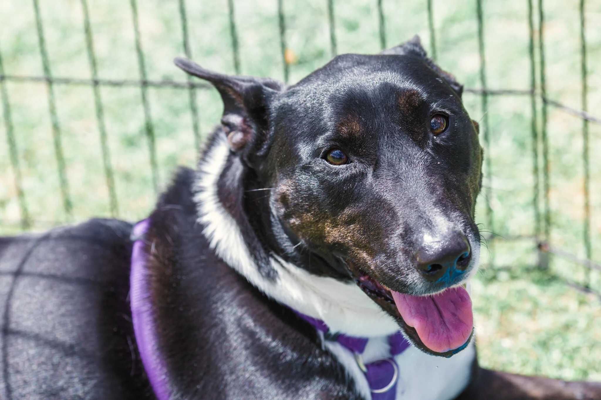 Pawsitive Steps - Mind, Doggy and Spirit Festival // Event Photography