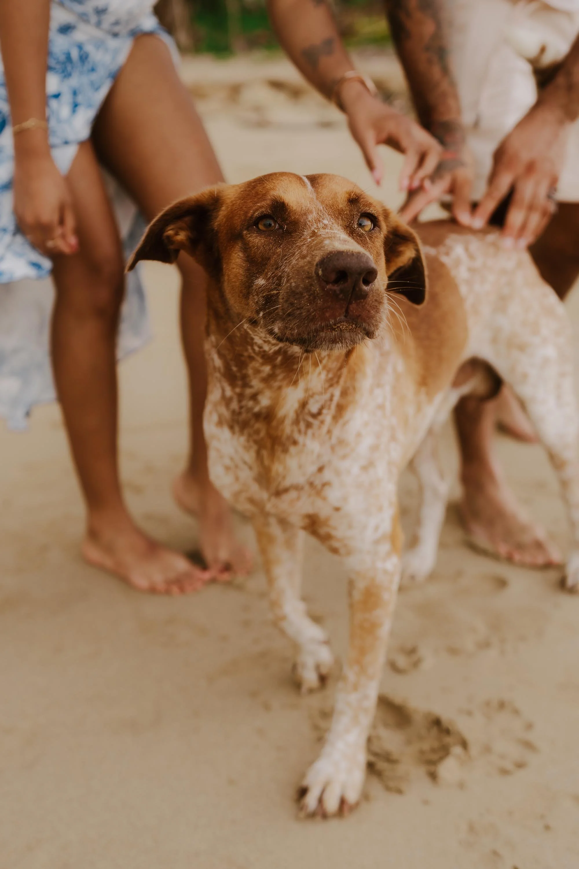 A stray dog looking into the camera getting pet by the couple after getting engaged in the beach
