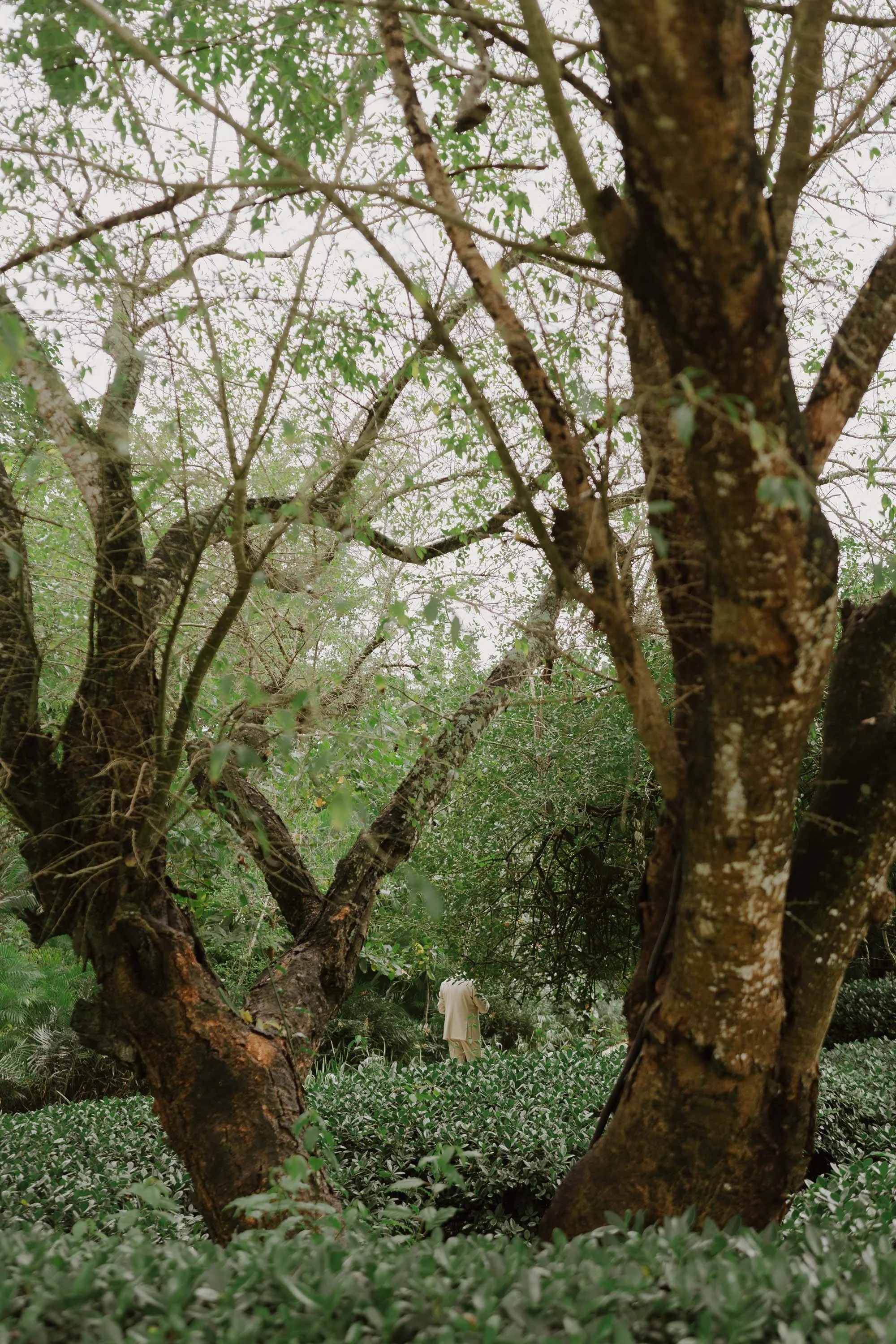 The groom is standing up in the greenery waiting for the bride for the first look before the ceremony