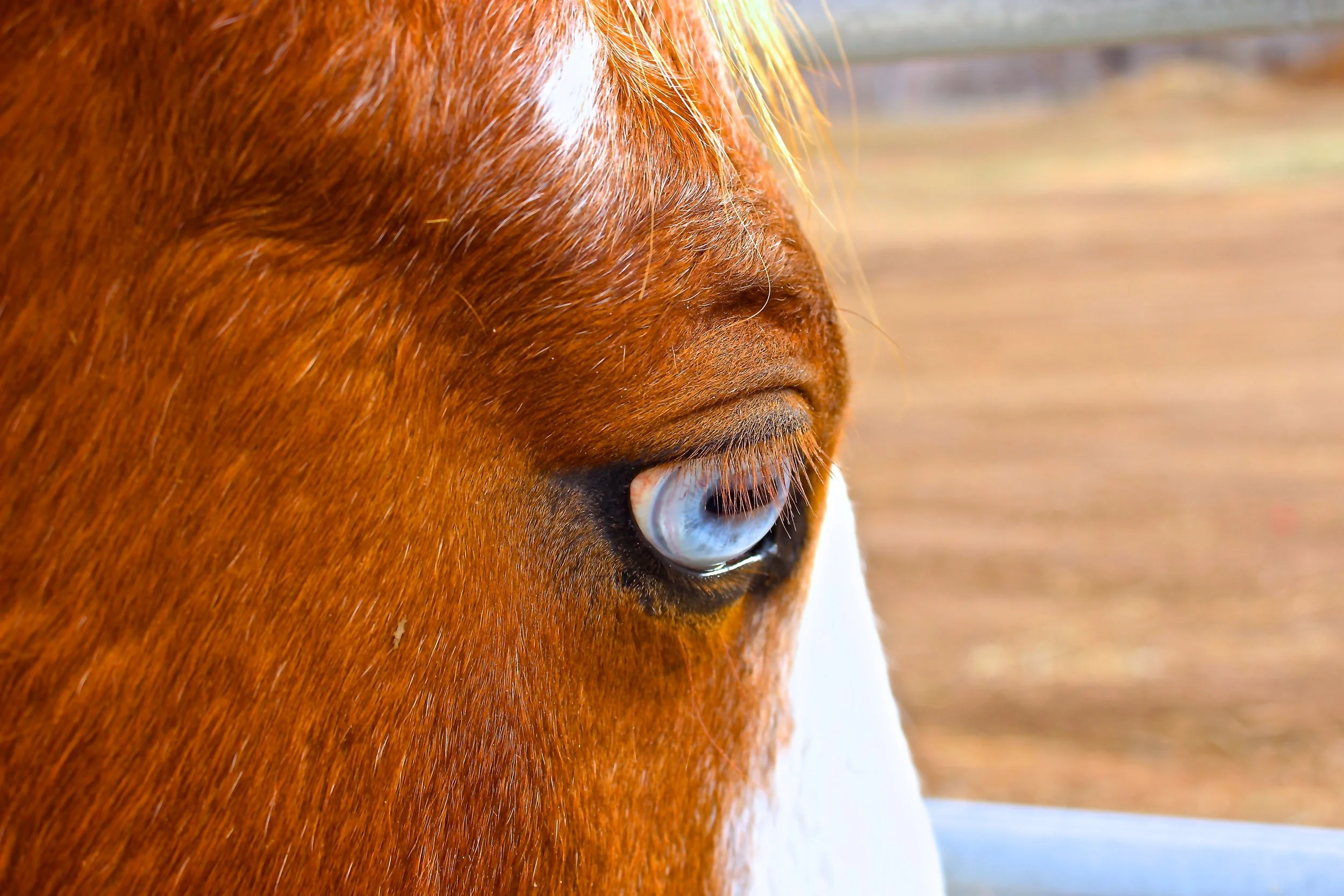 IMG_3698 - Version 2.JPG