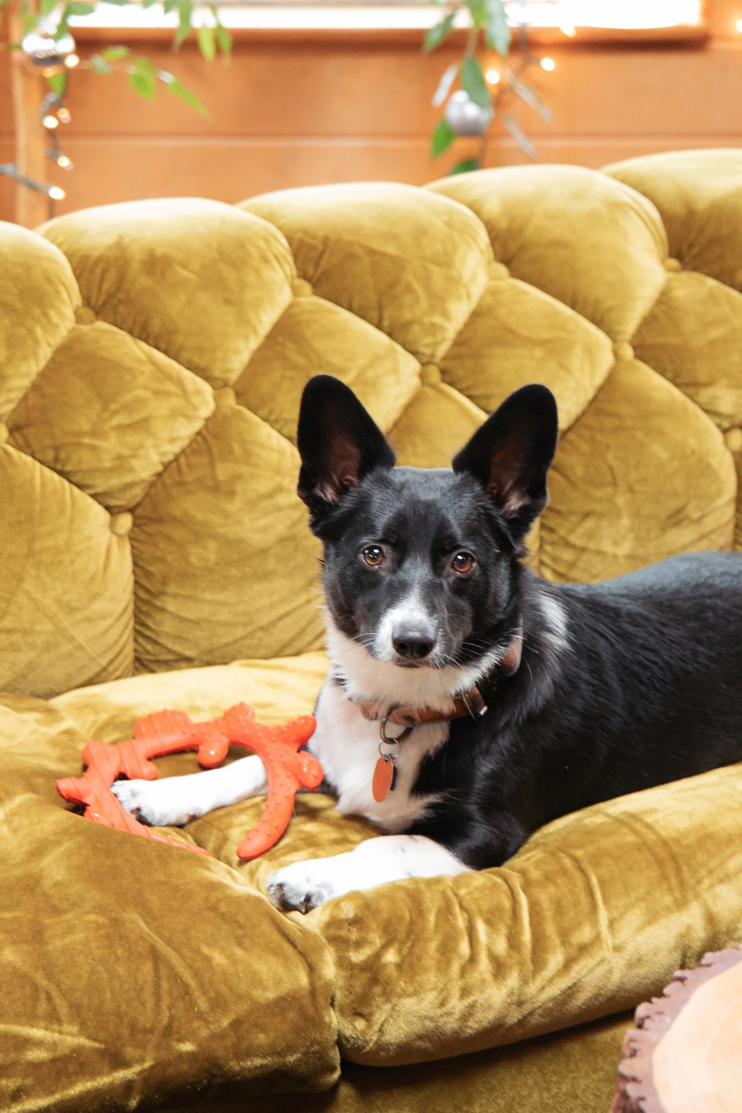 How We Make Our Office DogFriendly and Productive — NAV Creative