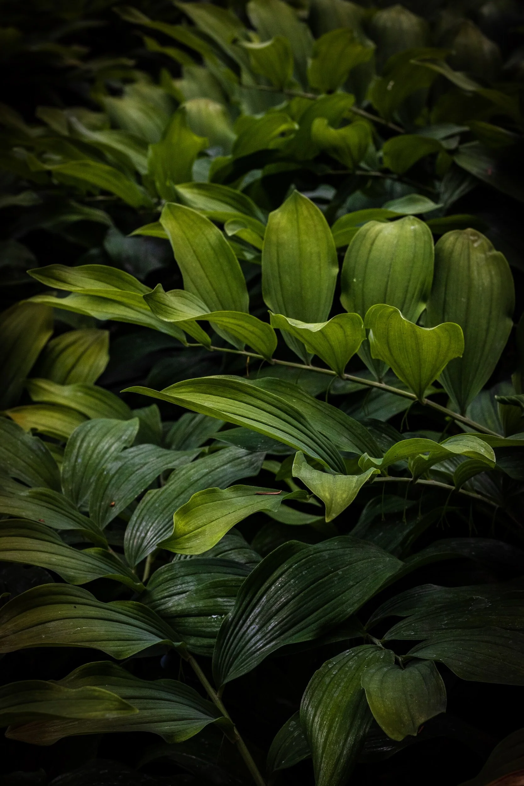 Close-up of green leafy plants in a dark environment.