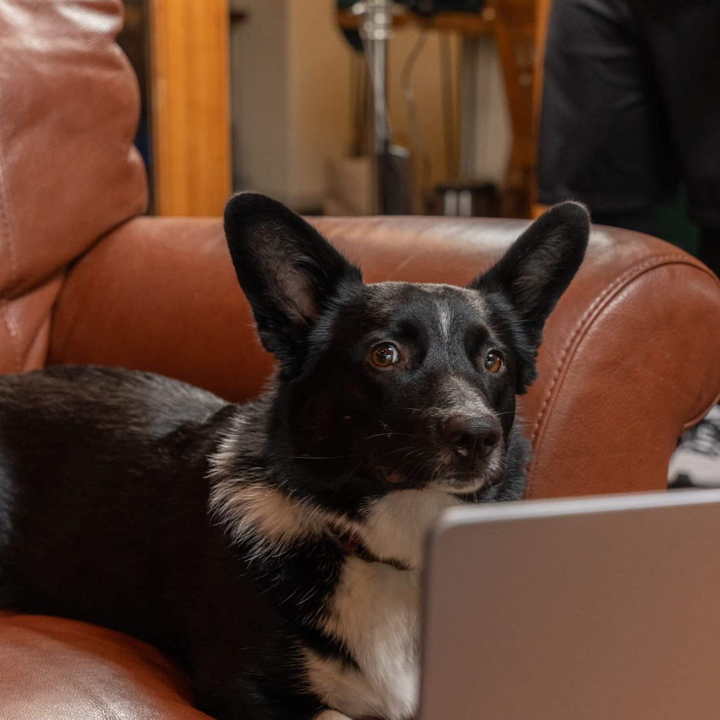 Looks like Skully got his paws on our latest blog 👀

Check out what we had to say about tips on how to name a business on our website.