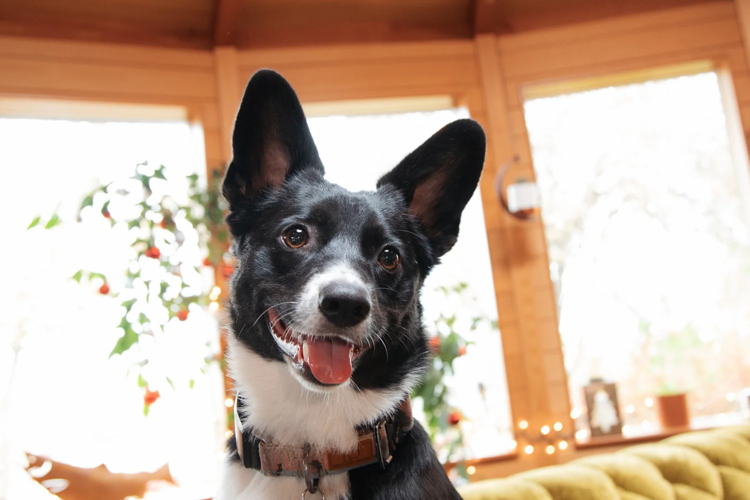 How We Make Our Office DogFriendly and Productive — NAV Creative