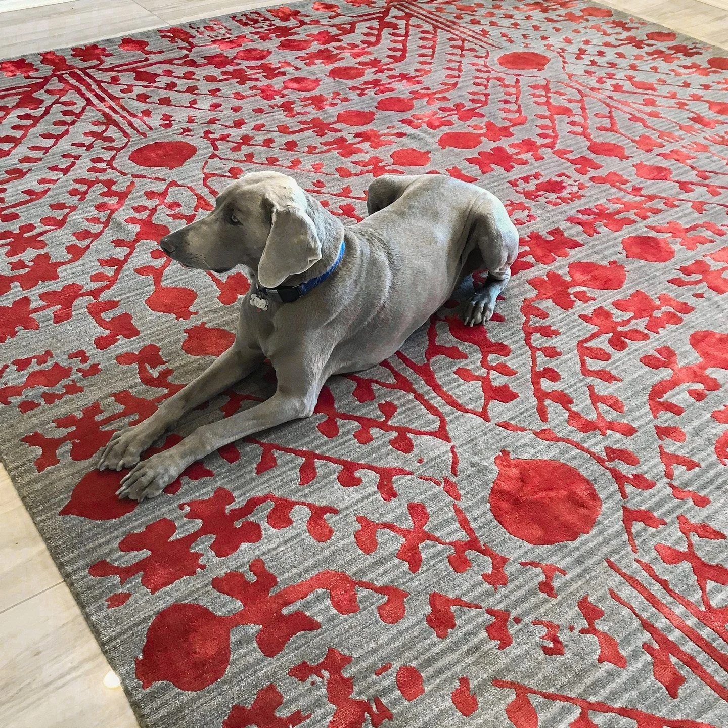 Just delivered a @blacksheepunique rug. Stunning and Dog approved!

#interiordesign #nextlevelaustin #weimeraner #rugs #design #redandgray #carpet #livingroom #livingroomideas #flooring