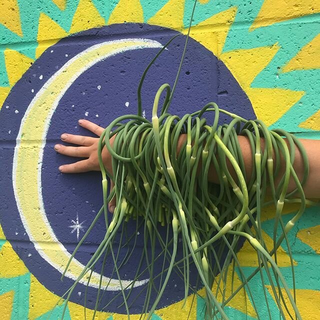 It&rsquo;s always a magic moment when garlic scapes arrive!  Only a moment though, they only come once a year!