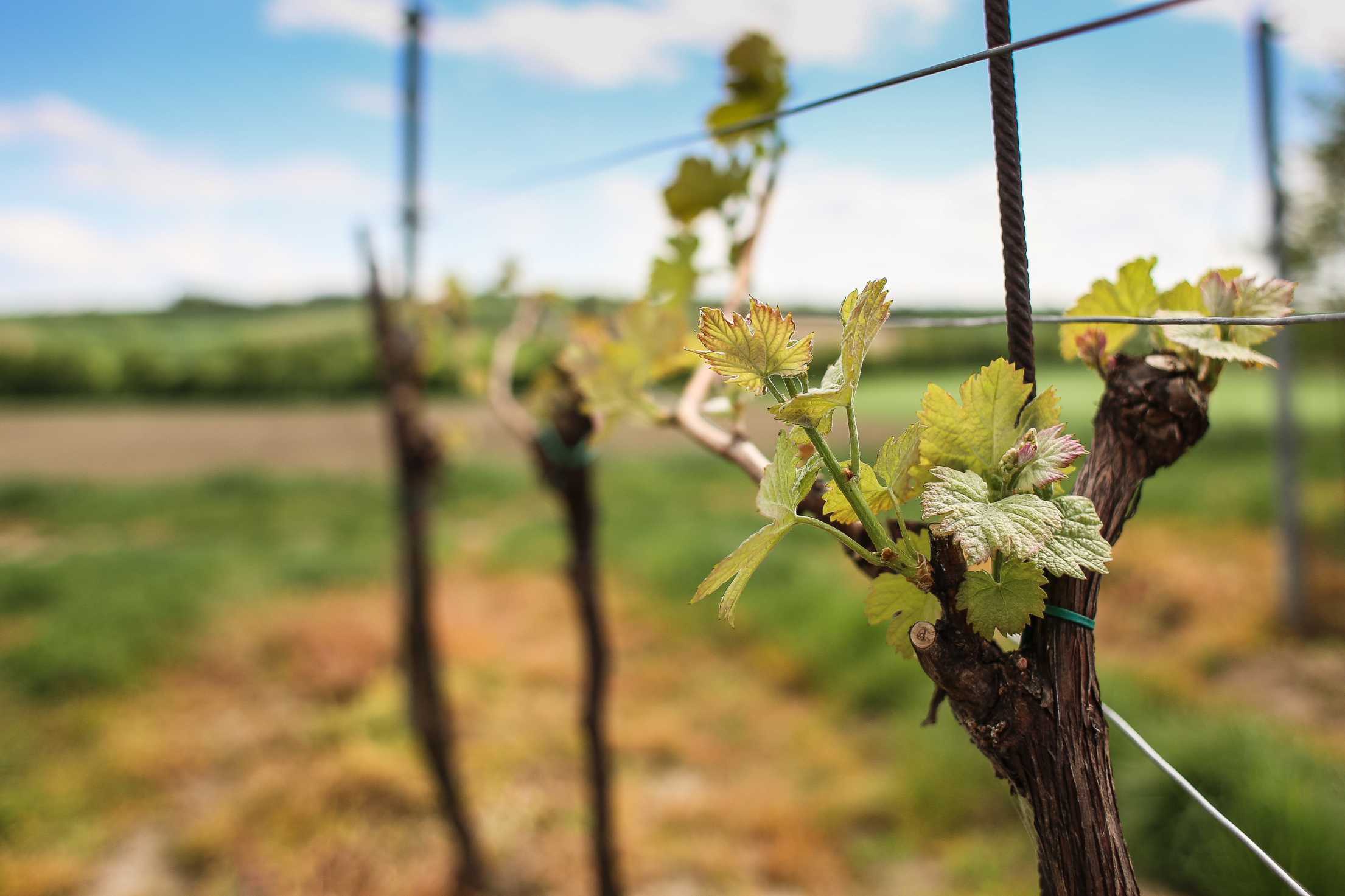vineyard.jpg