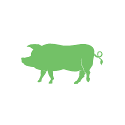 Pig_1.gif