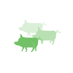 Pig_4.gif
