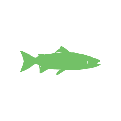 SalmonV2.gif