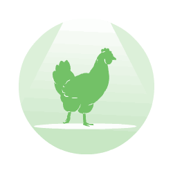 Chicken_2.gif