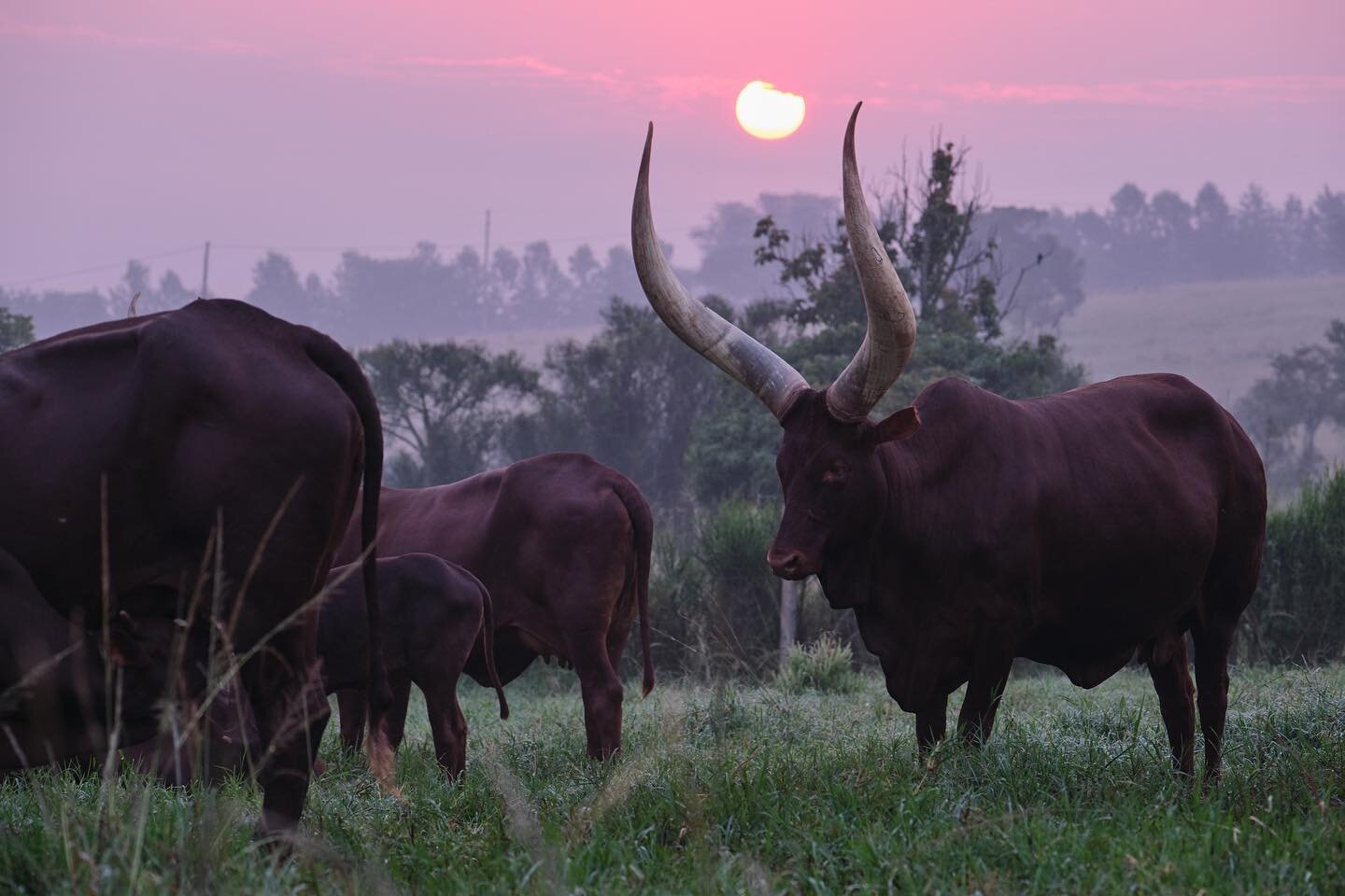 Ankole cattle at Emburara, shot for @uganda_tourism a couple of years ago. 

@ugwildlife @exploreuganda @visitugandauk @emburarafarmlodge #uganda #travelphotography #travelphoto #africa #sunrise #uganda #farming #cattle #longhorn #ankole